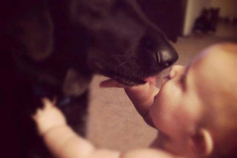 The bond between baby Finn and pooch Killian stopped abuse by nanny Alexis Khan PIC: Facebook