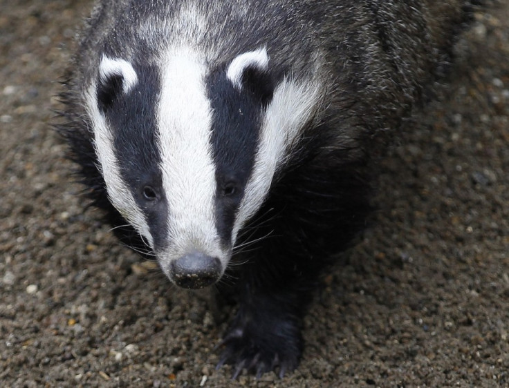 RSPCA's campaigning on issues such as the badger cull could undermine key support.