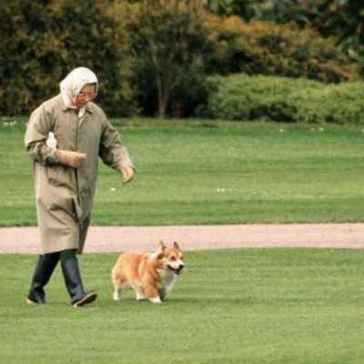 The Queen walks a corgi in the grounds of Buckingham Palace.