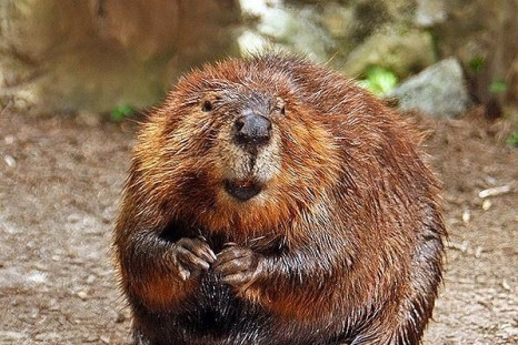 American Beaver
