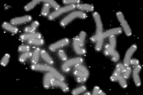 Telomeres
