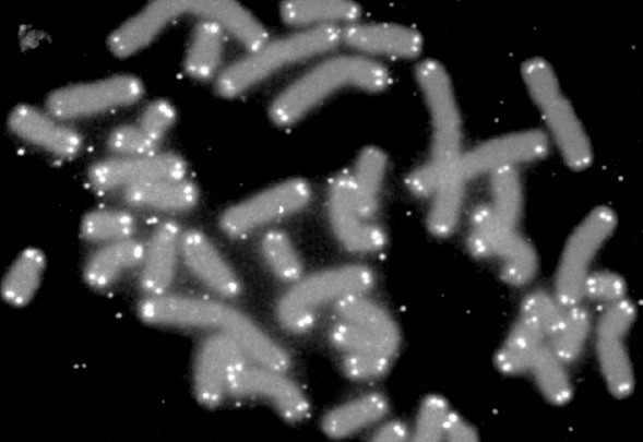 Telomeres