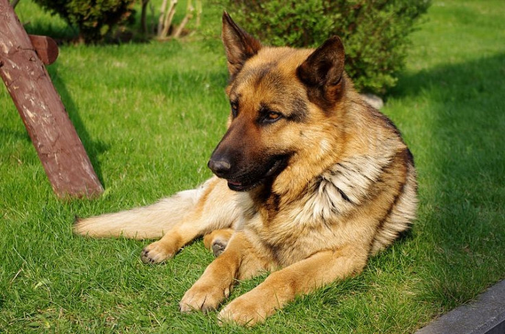 German Shepherd