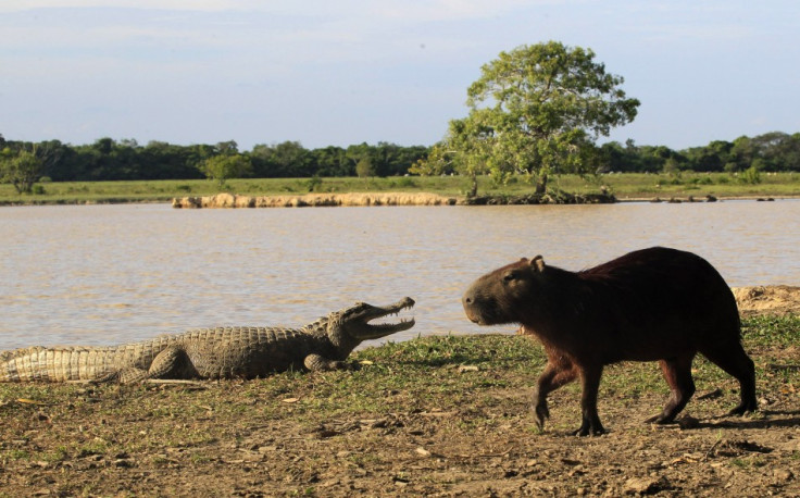 Caiman