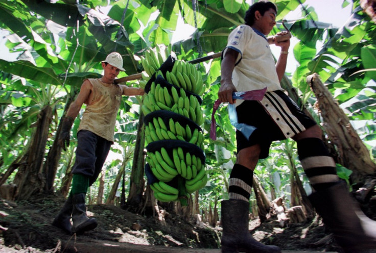 banana farm