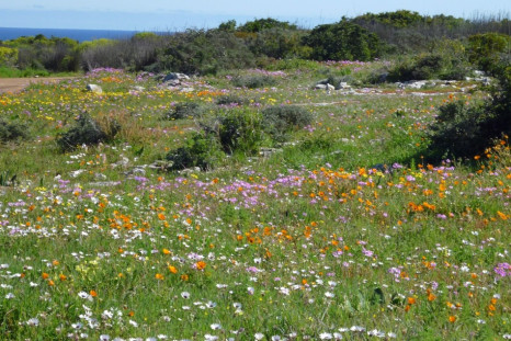 south africa Cape's full floral glory