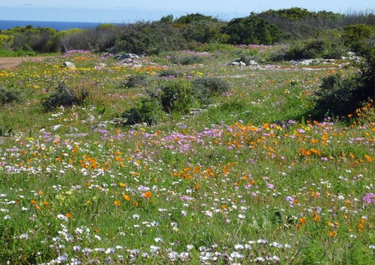 south africa Cape's full floral glory