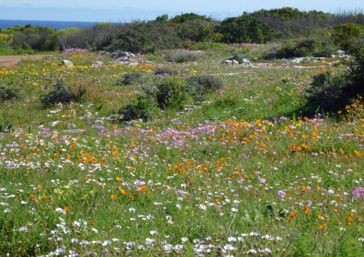 Cape's full floral glory