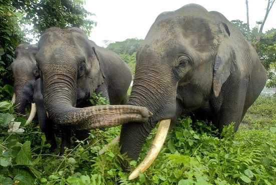 The man was killed by an elephant at Masinagudi National Park in India (Reuters) The man was killed by an elephant at Masinagudi National Park in India (Reuters)