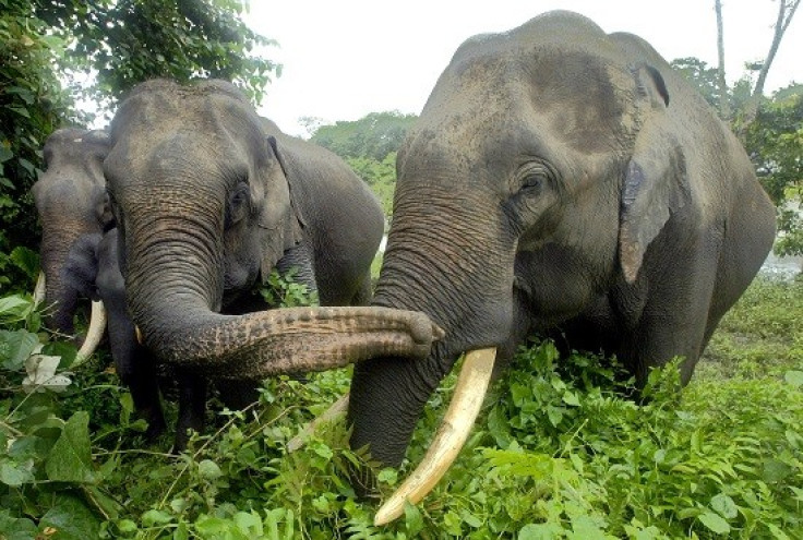 The man was killed by an elephant at Masinagudi National Park in India (Reuters)