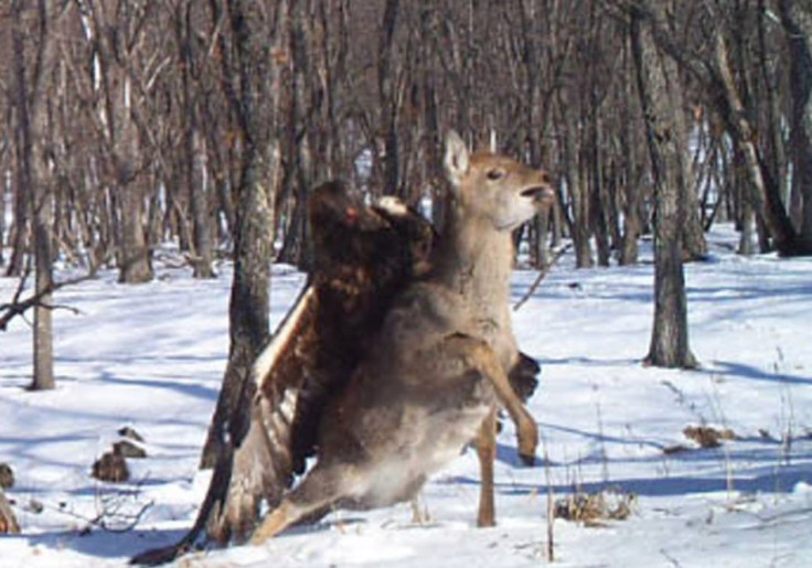 Eagle vs Deer