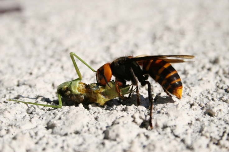 An Asian giant hornet feeding on a mantis.