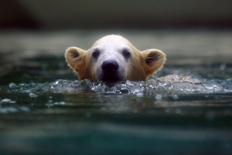 Polar bears