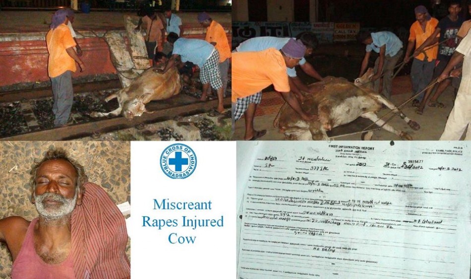 indian-man-rapes-injured-cow.jpg