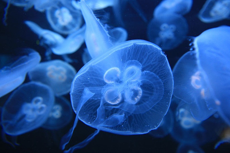 common moon jellyfish