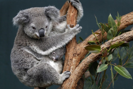 Koala