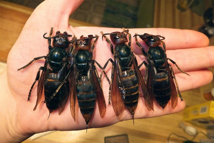 Asian giant hornets  can grow up to two-inches in length