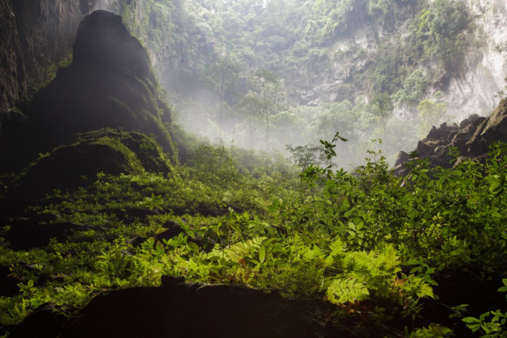 Green pastures and an underground forest is a distinct feature of the Son Doong Cave. (Photo: Oxalis)
