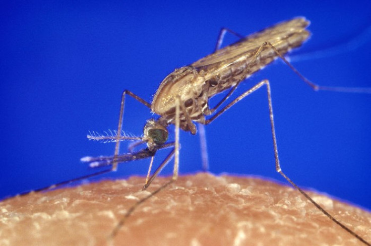 Malaria