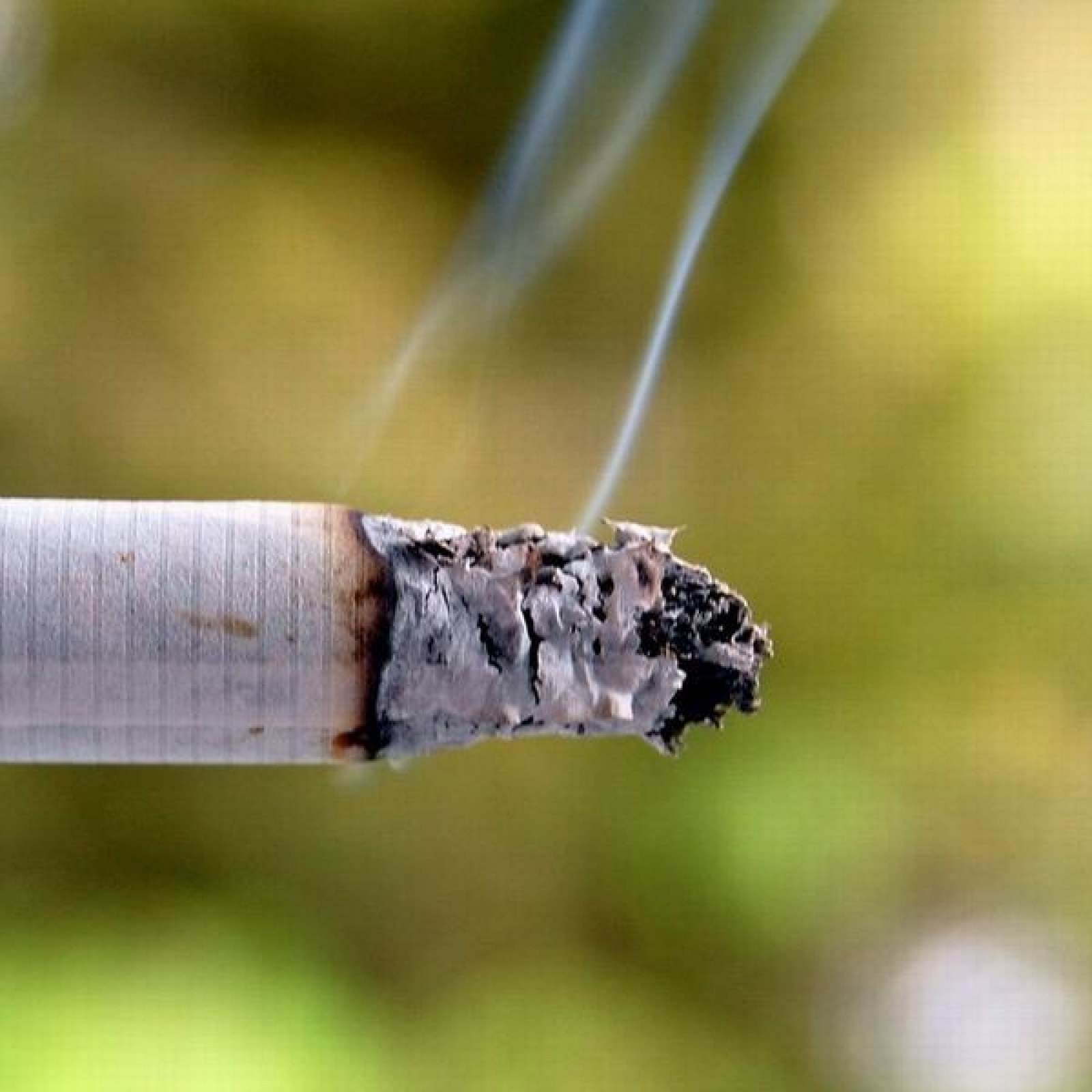 are there any cigarettes that smell like weed Flavored cigarettes a hit with Latin American teens amid 'constant' industry lobbying are there any cigarettes that smell like weed Flavored cigarettes a hit with Latin American teens amid 'constant' industry lobbying