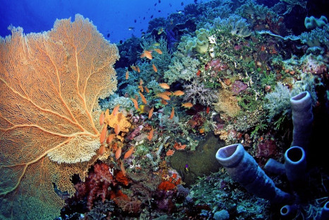 Coral reef