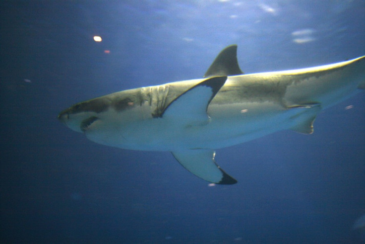 Great White Shark