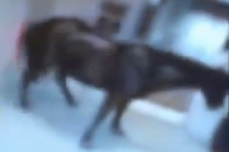 Horse inside Best Western Hotel in Birmingham PIC: Youtube