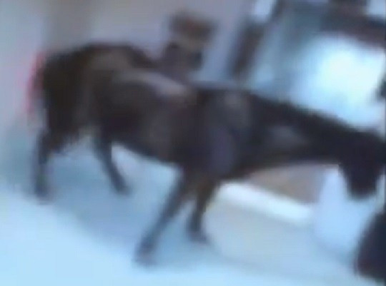 Horse inside Best Western Hotel in Birmingham PIC: Youtube
