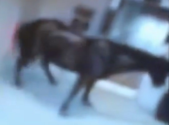Horse inside Best Western Hotel in Birmingham PIC: Youtube Horse inside Best Western Hotel in Birmingham PIC: Youtube