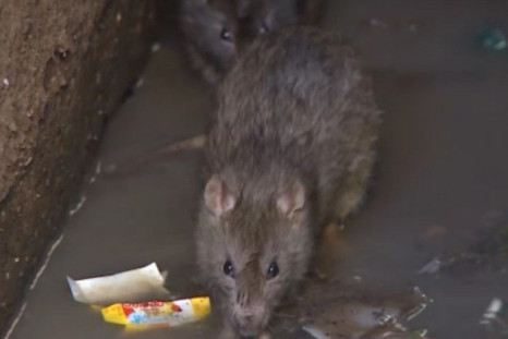 bubonic plague madagascar