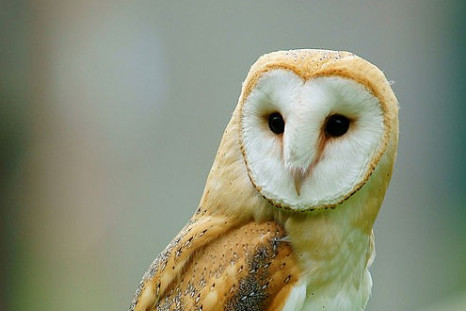 Owls: Night Vision, Directional Hearing