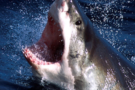 A Great White Shark is believed responsible for killing a South African swimmer.