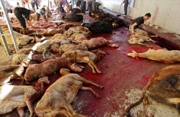 Cows and sheep are slaughtered by butchers on the first day of Eid al-Adha in Kabul. (Photo: Reuters) Cows and sheep are slaughtered by butchers on the first day of Eid al-Adha in Kabul. (Photo: Reuters)