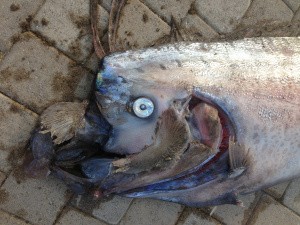 Oarfish Oarfish