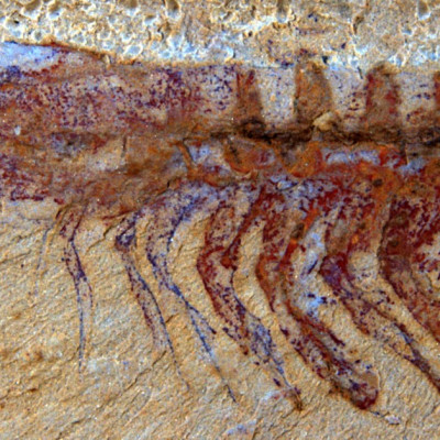 The Alalcomenaeus Fossil