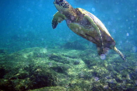 Green turtle. (Wikimedia)
