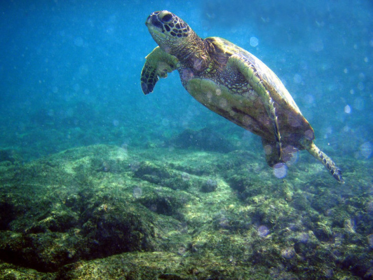 Green turtle. (Wikimedia)