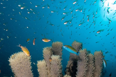 Coral reefs provide marine habitats for tube sponges, which in turn become marine habitats for fish (Wikimedia)