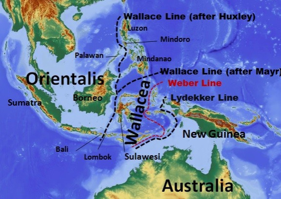 Wallace's Line Wallace's Line