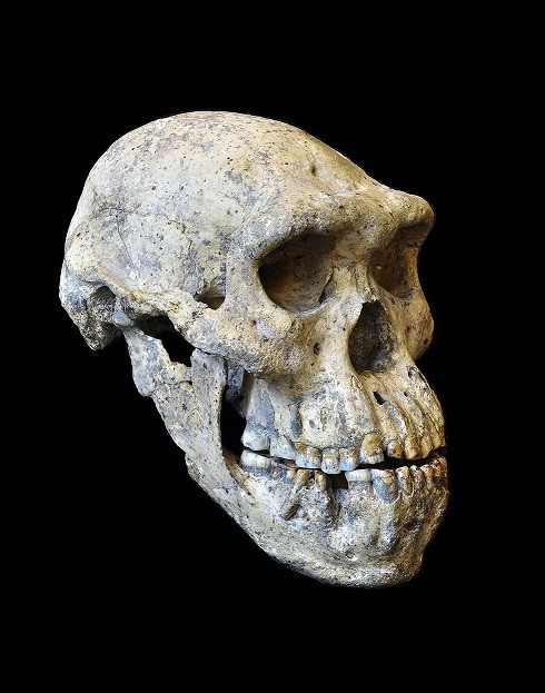 Skull