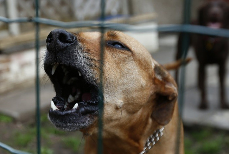 A child hospitalised after dog attack in Glasgow (Reuters)