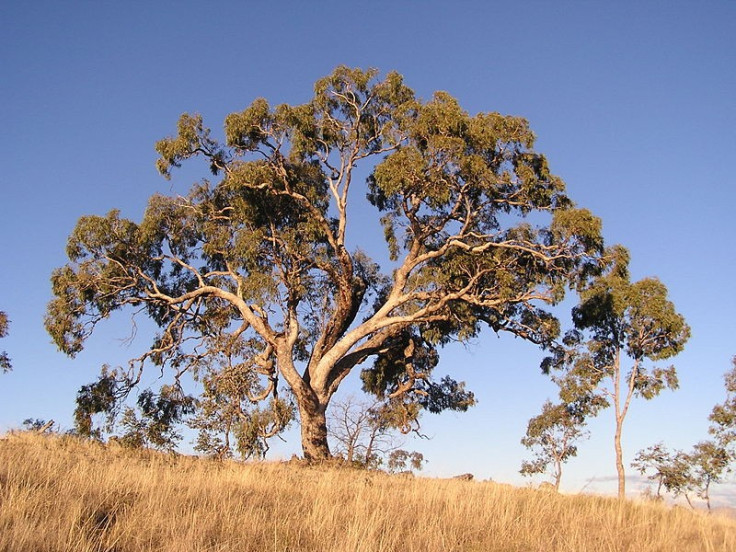 Gold deposits have been found in Eucalyptus trees in Australia
