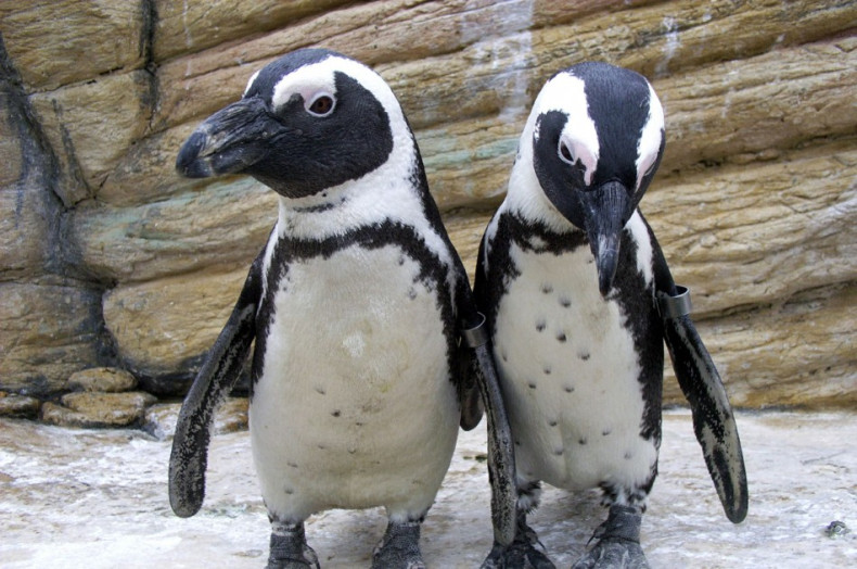 Some African Jackass penguins