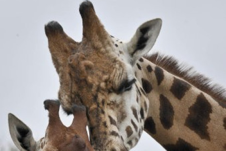 Facebook users are replacing their profile pictures with giraffe