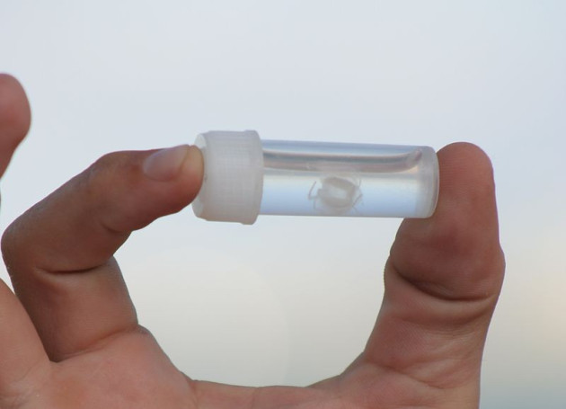 Irukandji Jellyfish Irukandji Jellyfish