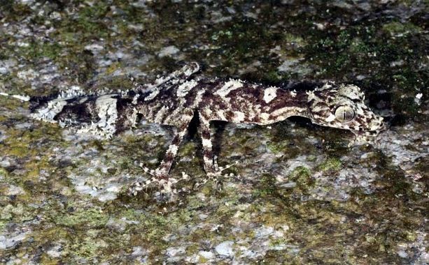 Lost world uncovered in Australia[EPA/Conrad Hoskins / James Cook Univ]