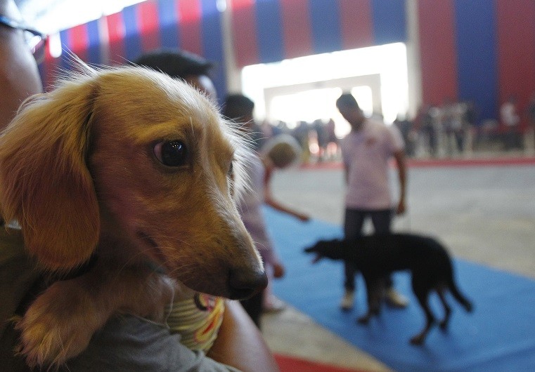 Thieves 'sexually abuse pet dog' in Berlin PIC: Reuters Thieves 'sexually abuse pet dog' in Berlin PIC: Reuters