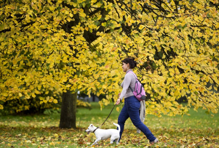 A woman walks a dog in Hyde Park in London A woman walks a dog in Hyde Park in London