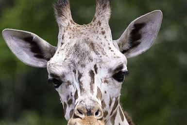 Is the Facebook giraffe riddle a hoax?
