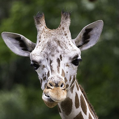 Is the Facebook giraffe riddle a hoax?